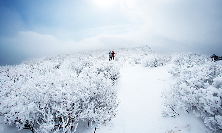 Muju Winter