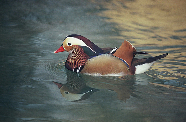 Mandarin duck