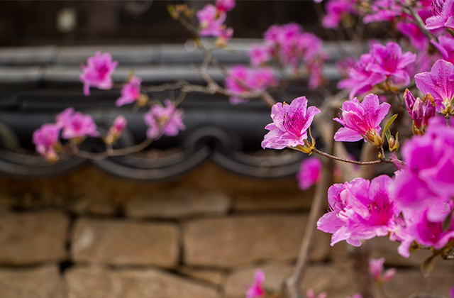 Royal azalea (Azalea)