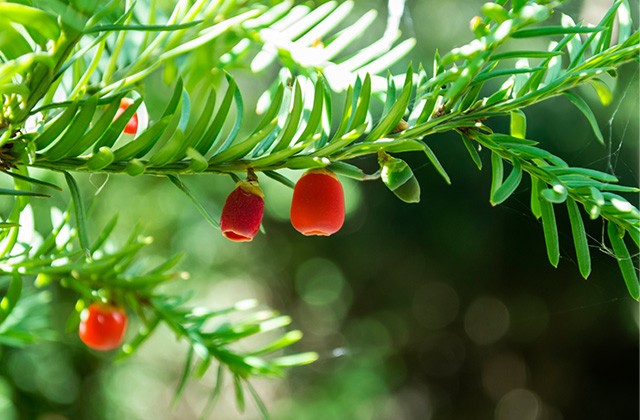 Yew tree