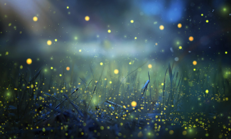 Fireflies