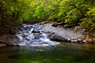 Bipadam