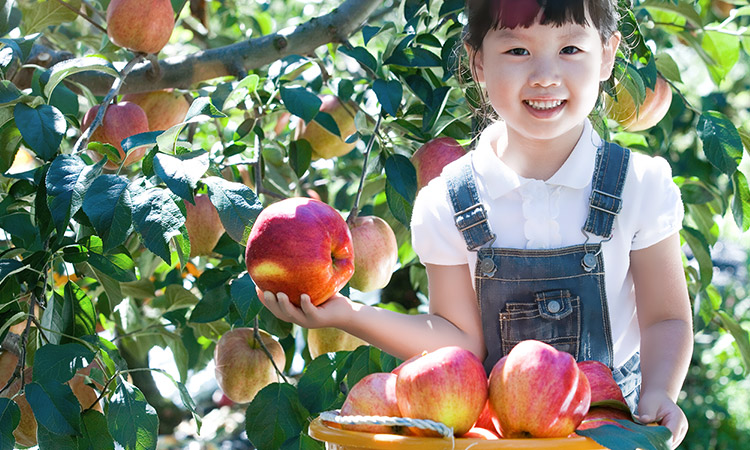 Bandibbul apple