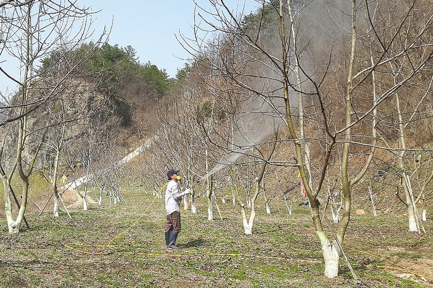 무주군 호두나무 방제