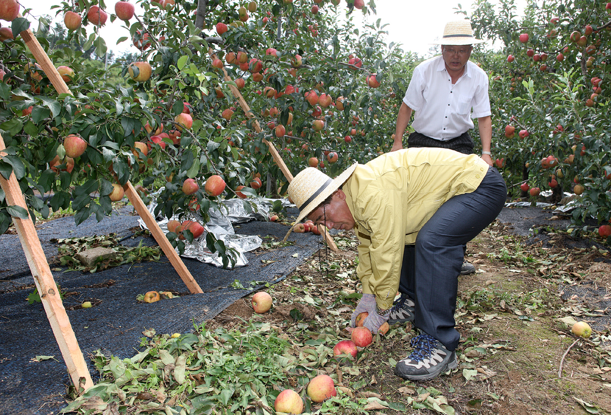 2012.08.29  무주군 태풍 볼라겐 낙과피해 농가 일손돕기