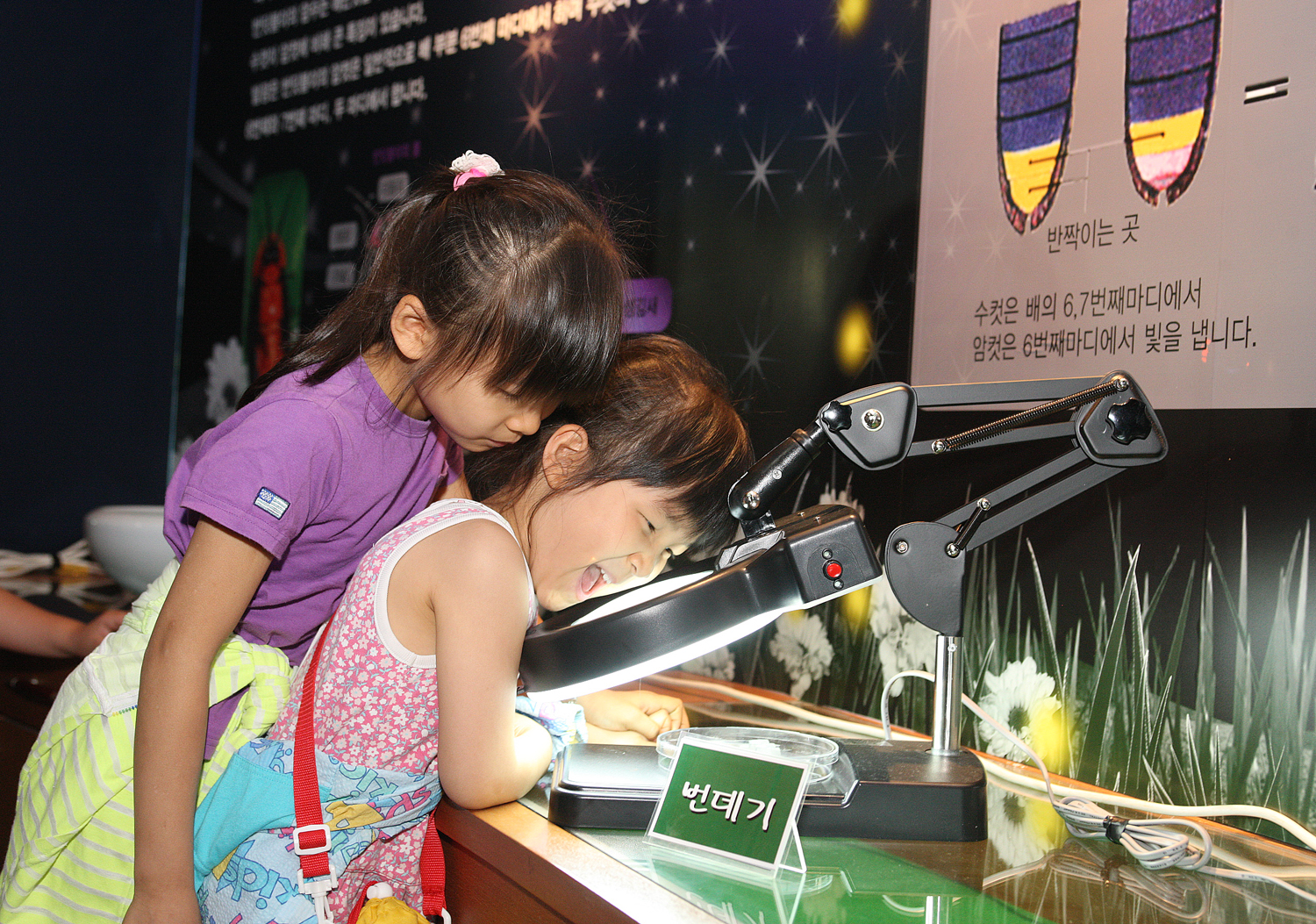 제17회 무주반딧불축제