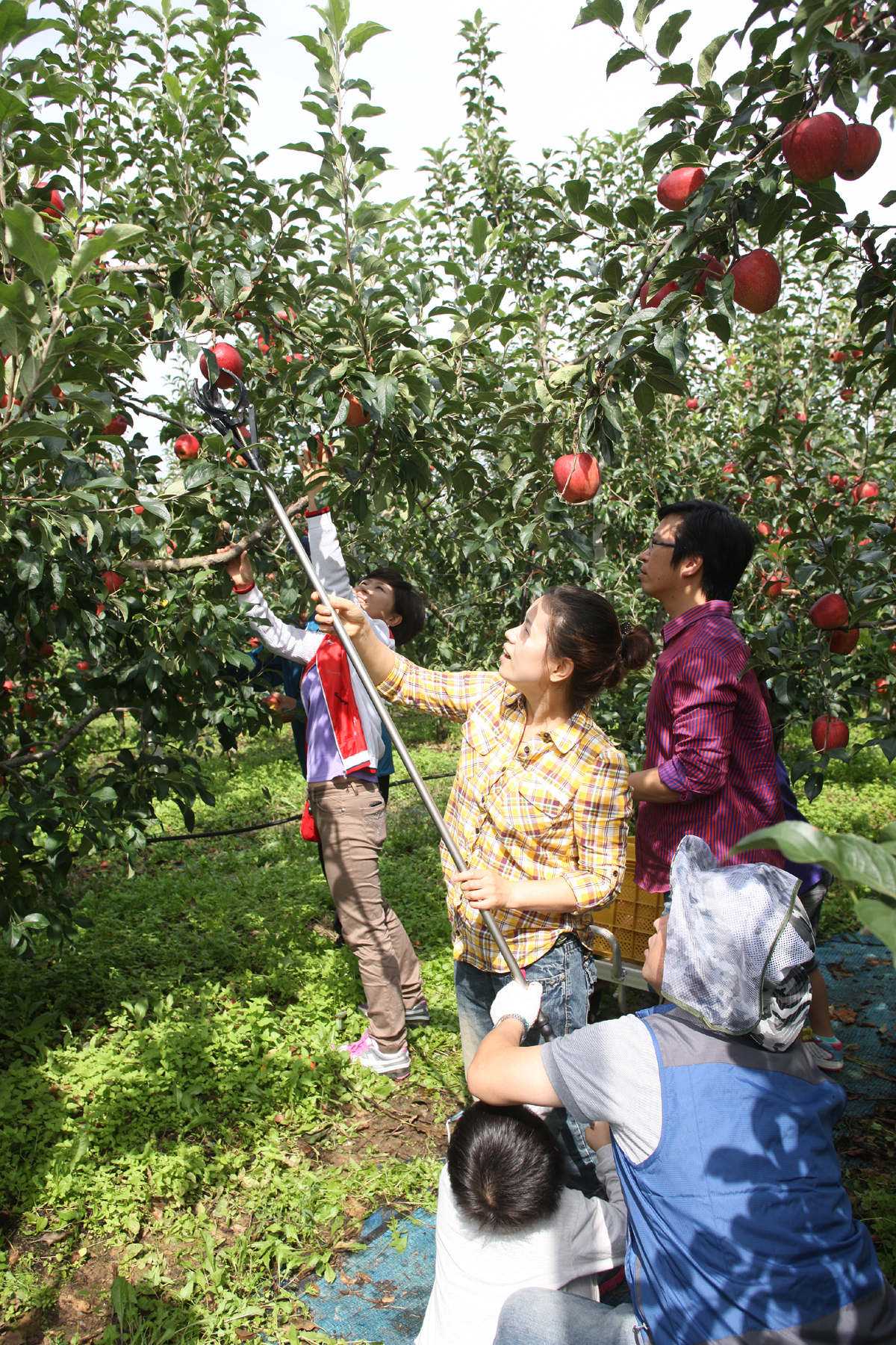 2012.09.15  무주군 사과따기 체험 행사