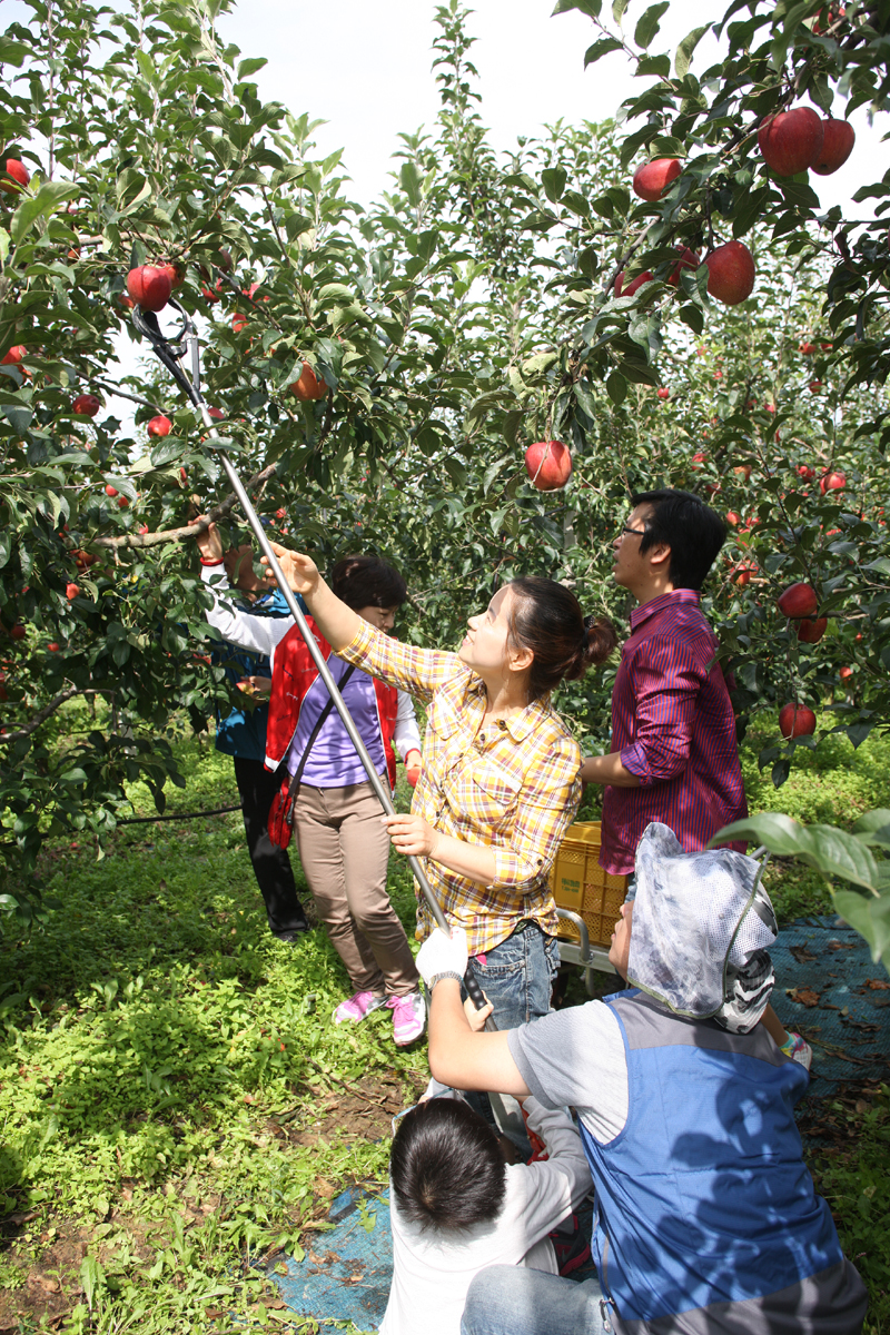 2012.09.15  무주군 사과따기 체험 행사