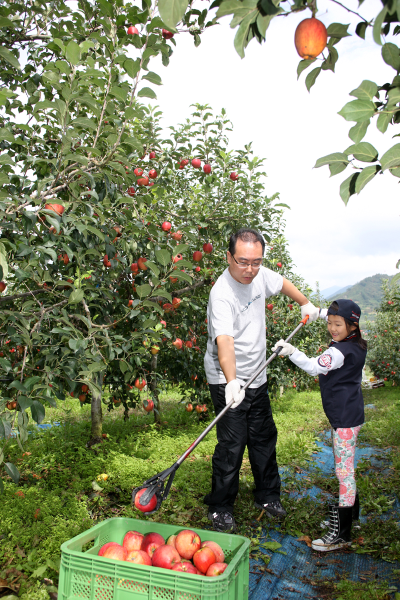 2012.09.15  무주군 사과따기 체험 행사