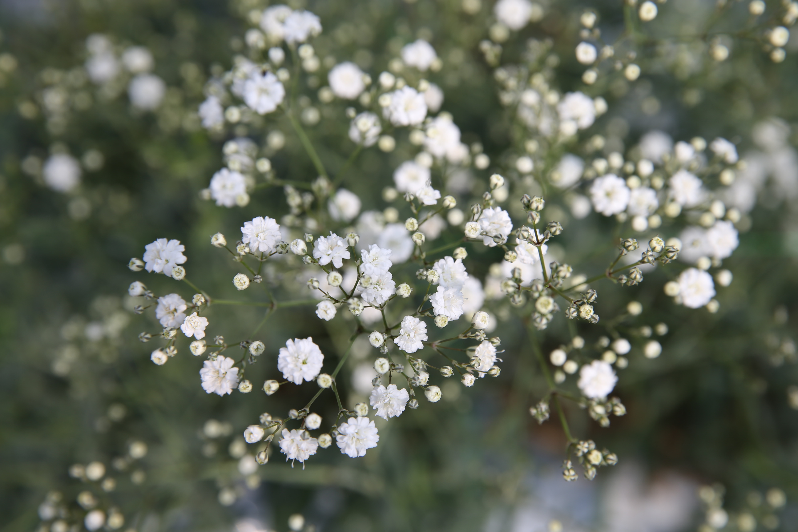 2013.08.27 무주 안개꽃 출하