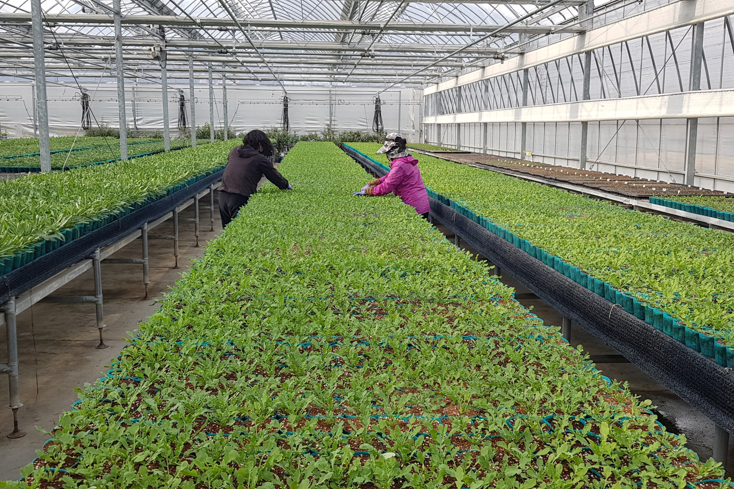 2020.04.06. 무주군 꽃묘 무료 분양