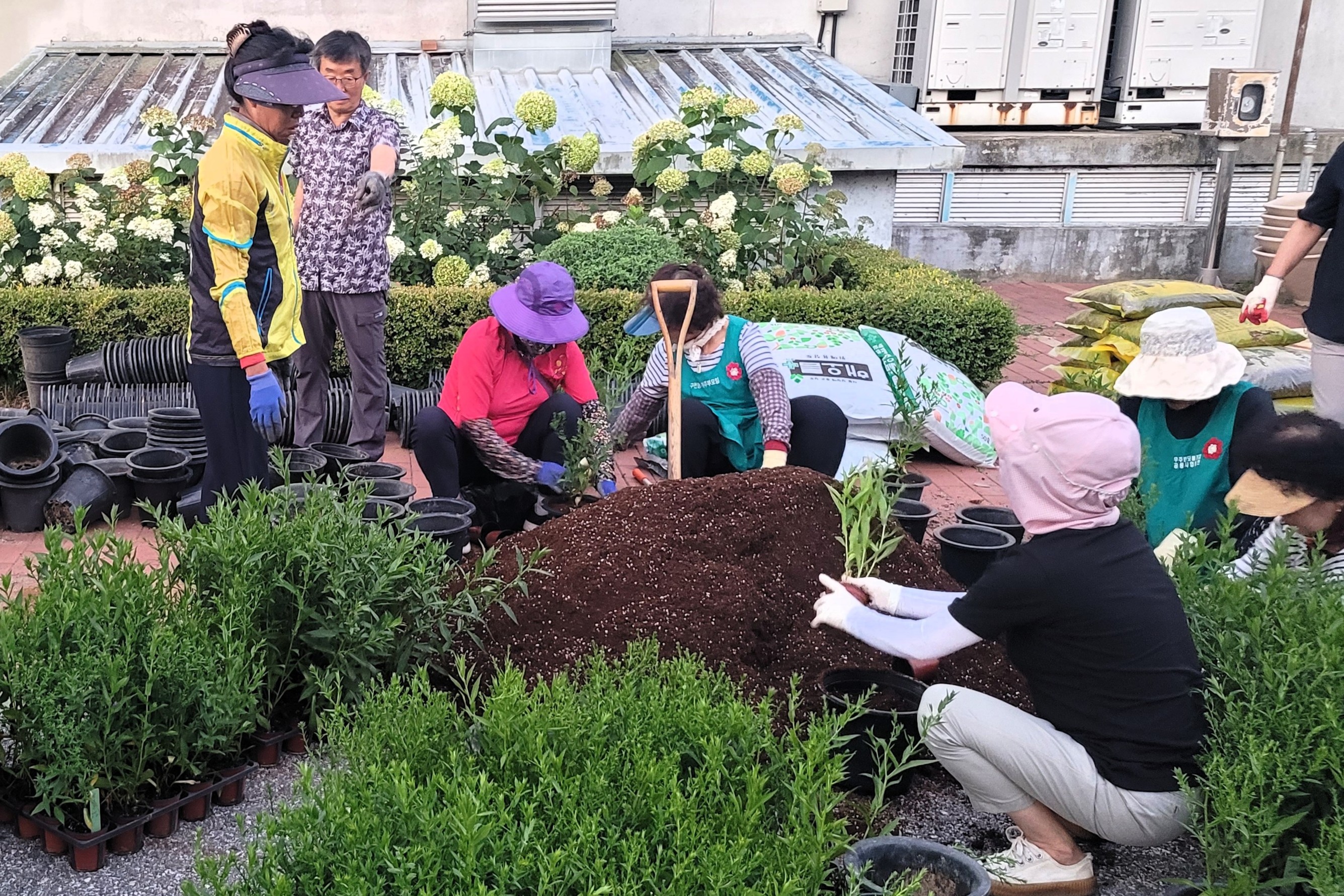 2025.07.25. 설천면 국화꽃 식재
