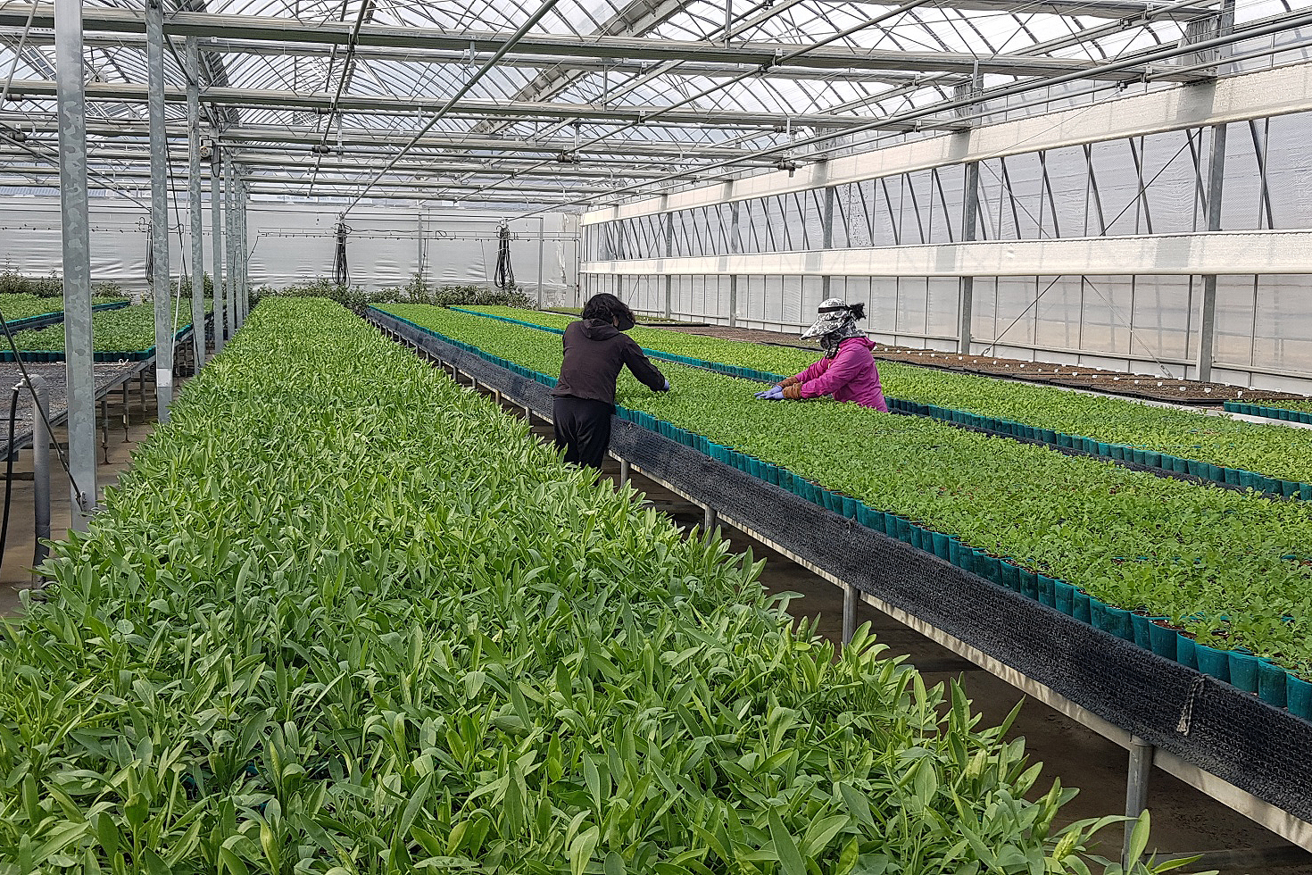 2020.04.06. 무주군 꽃묘 무료 분양