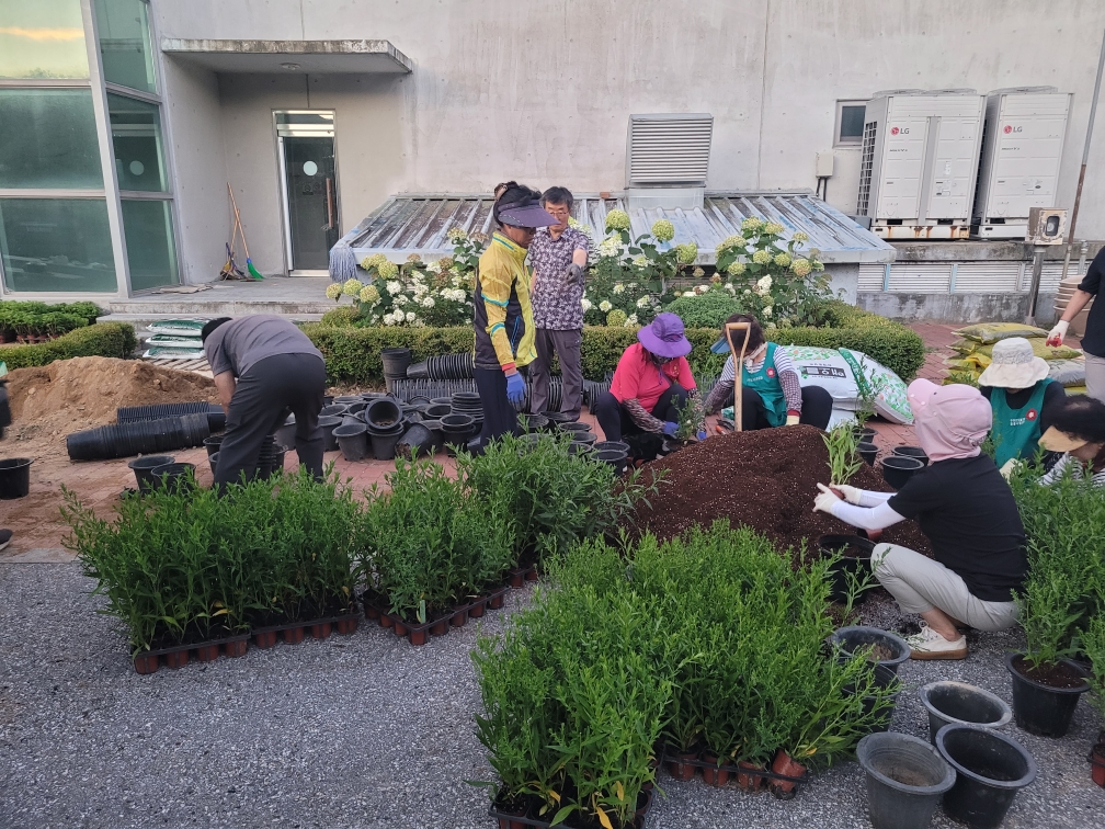 2025.07.25. 설천면 국화꽃 식재