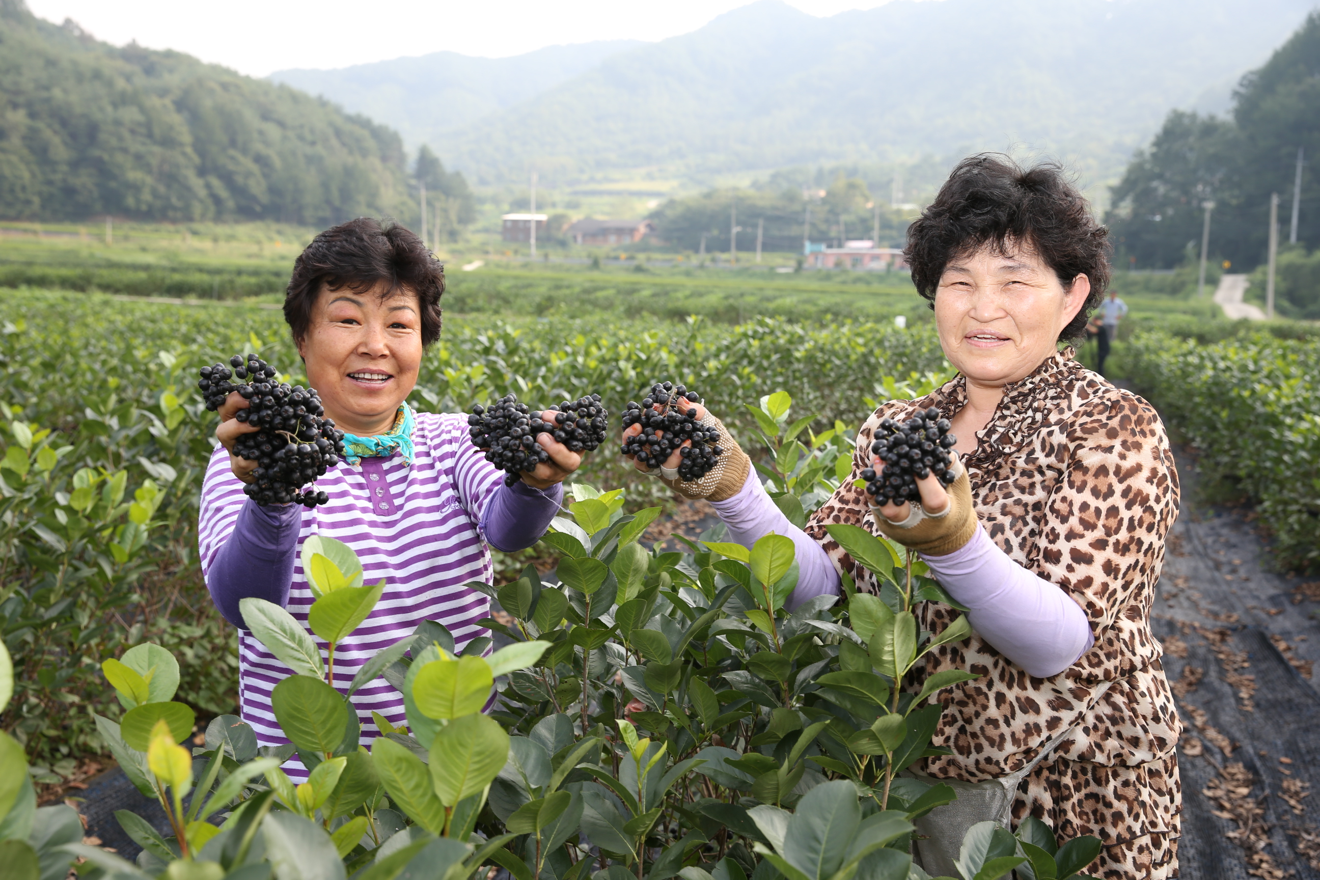 2013.08.27 아로니아 수확