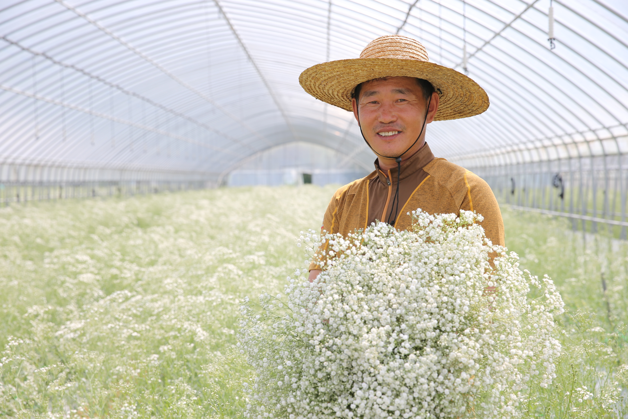 2013.08.27 무주 안개꽃 출하