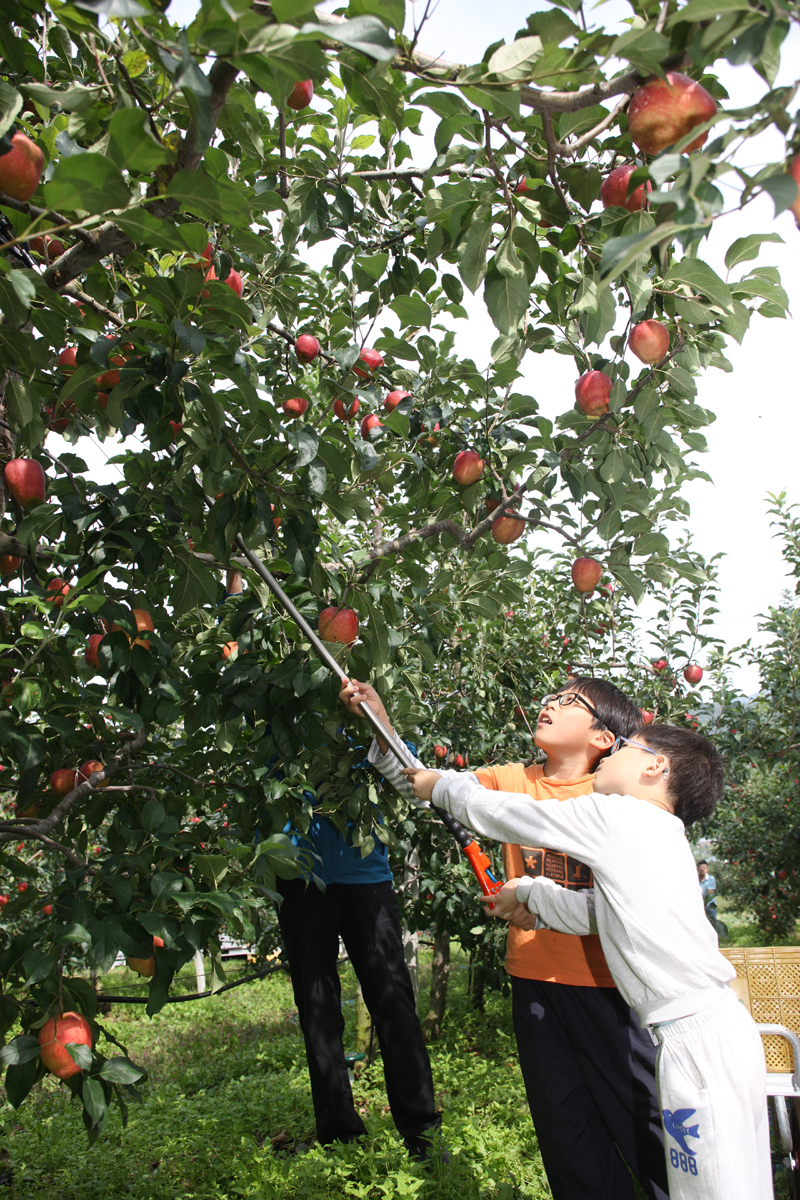 2012.09.15  무주군 사과따기 체험 행사