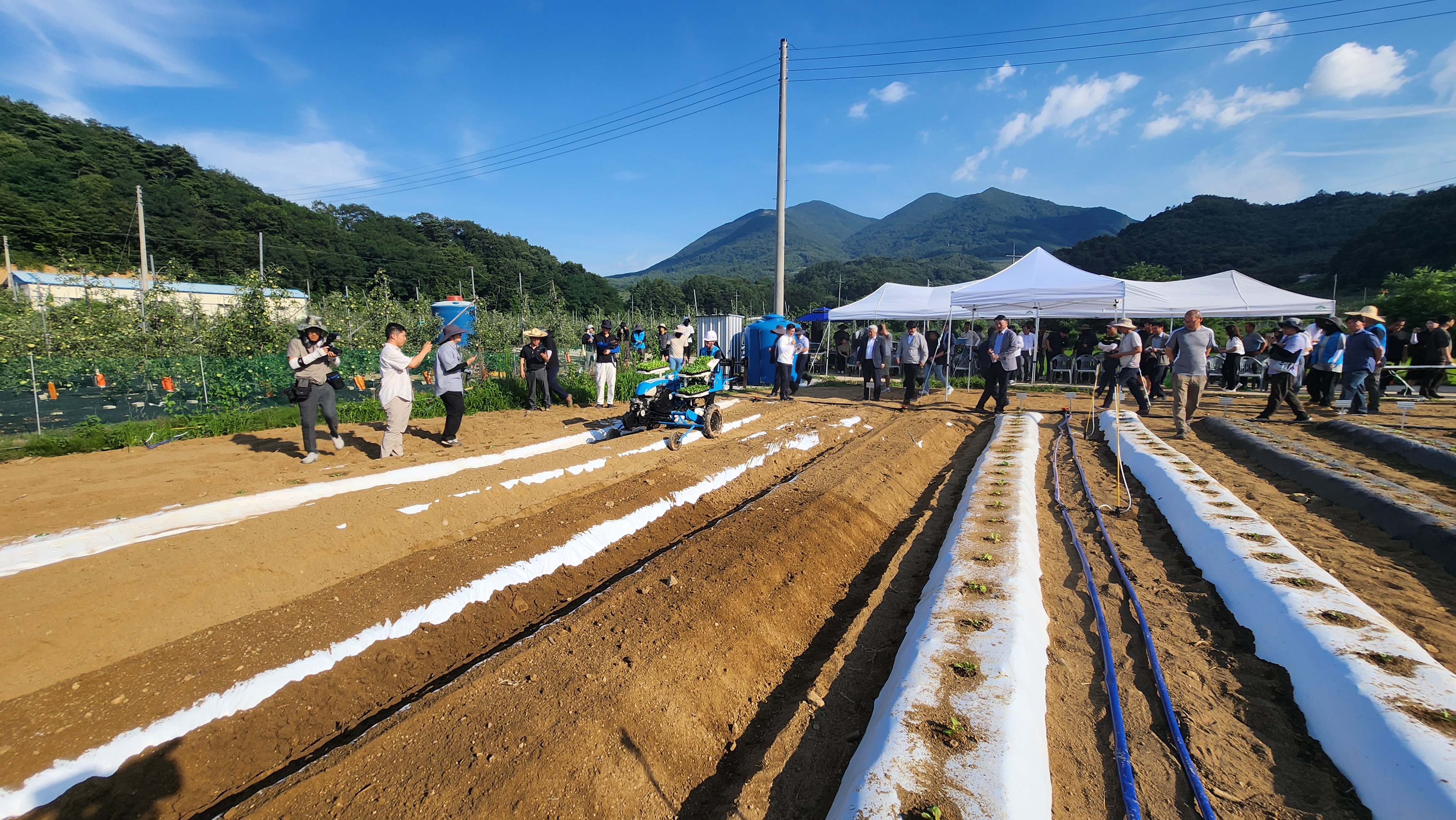 2025.07.30. 여름배추 정식 기계화 기술현장연시회