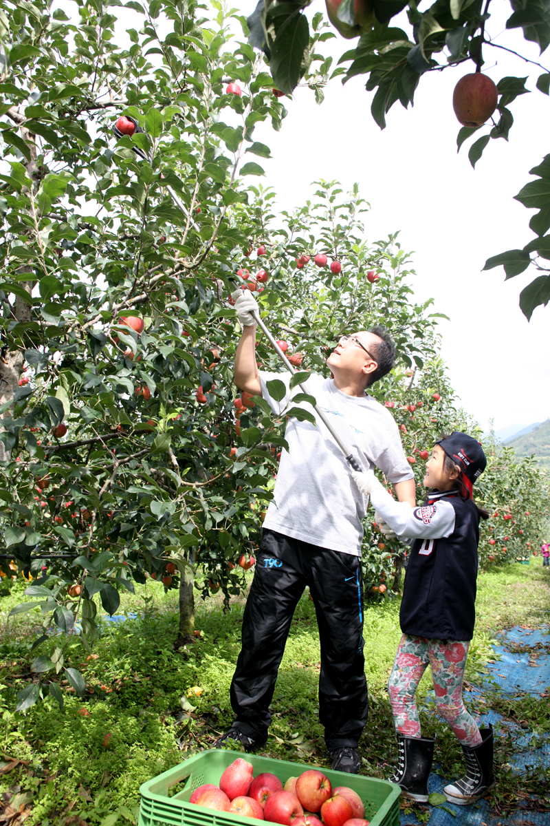 2012.09.15  무주군 사과따기 체험 행사