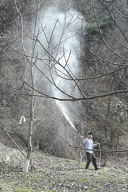 무주군 호두나무 방제