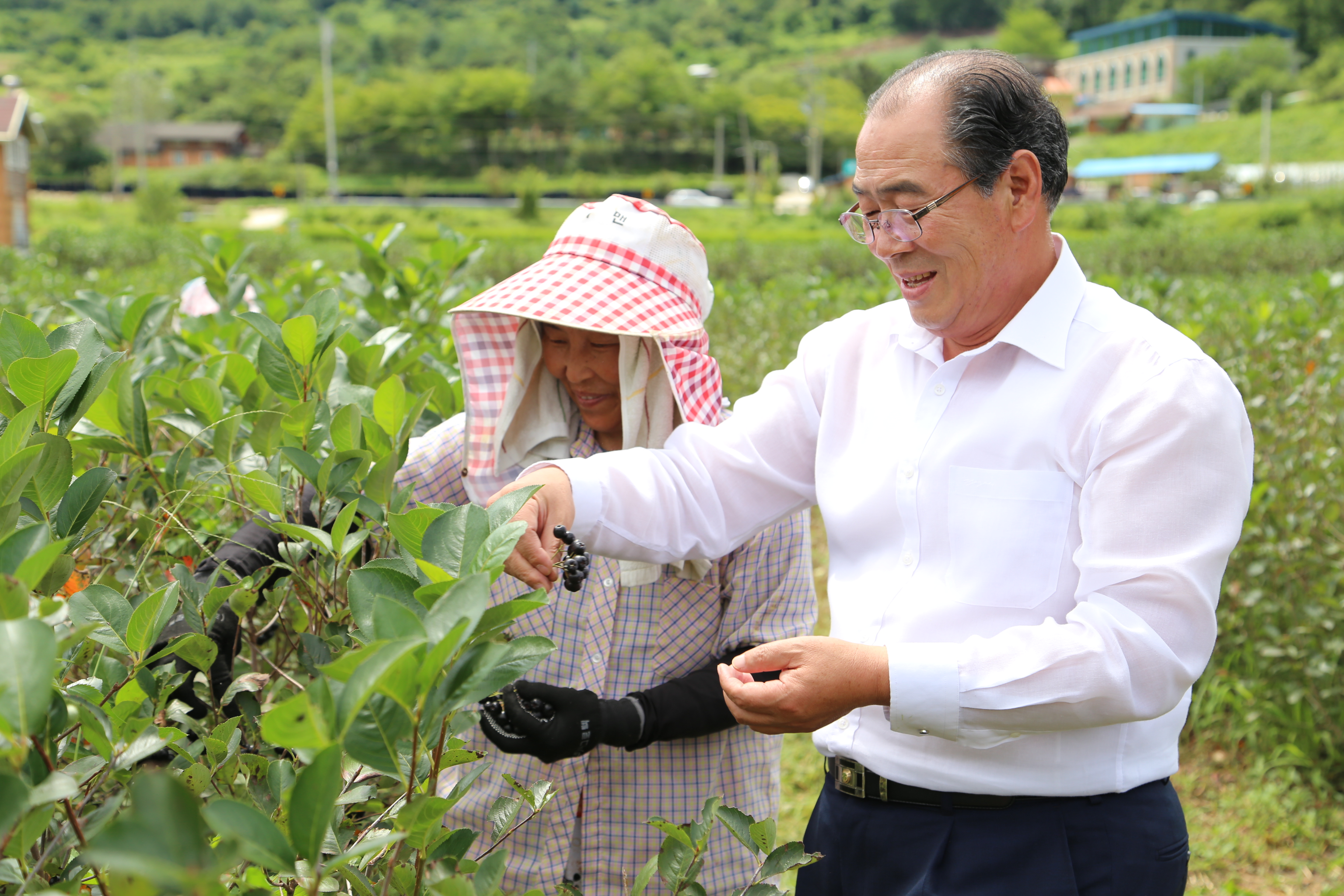 2014.08.11. 아로니아 수확