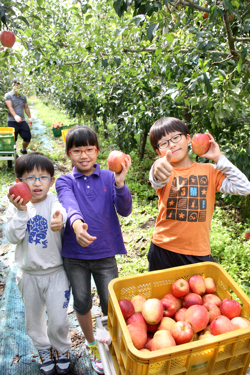 2012.09.15  무주군 사과따기 체험 행사