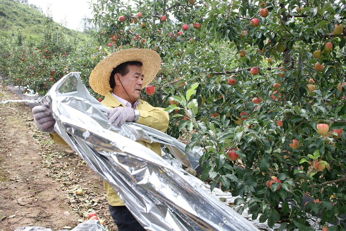 2012.08.29  무주군 태풍 볼라겐 낙과피해 농가 일손돕기