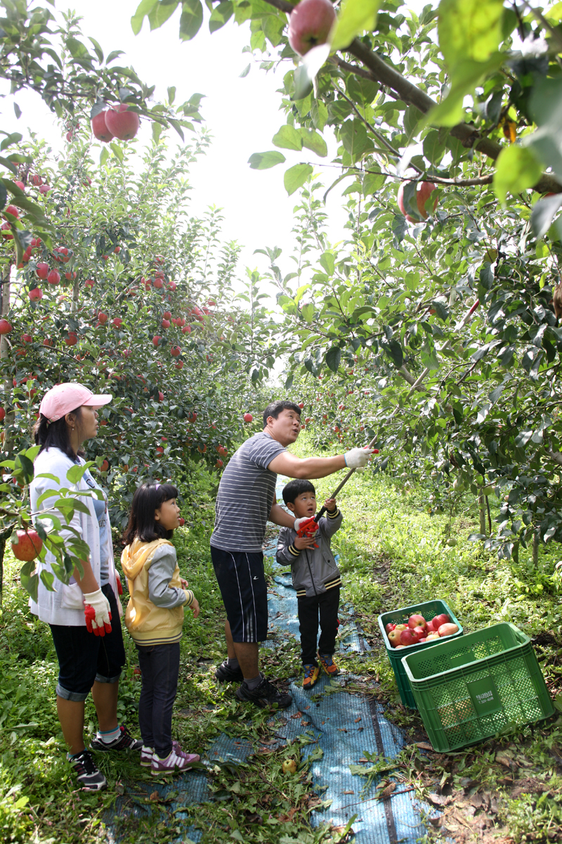 2012.09.15  무주군 사과따기 체험 행사