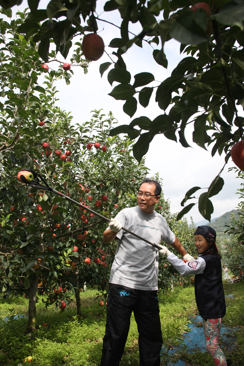 2012.09.15  무주군 사과따기 체험 행사