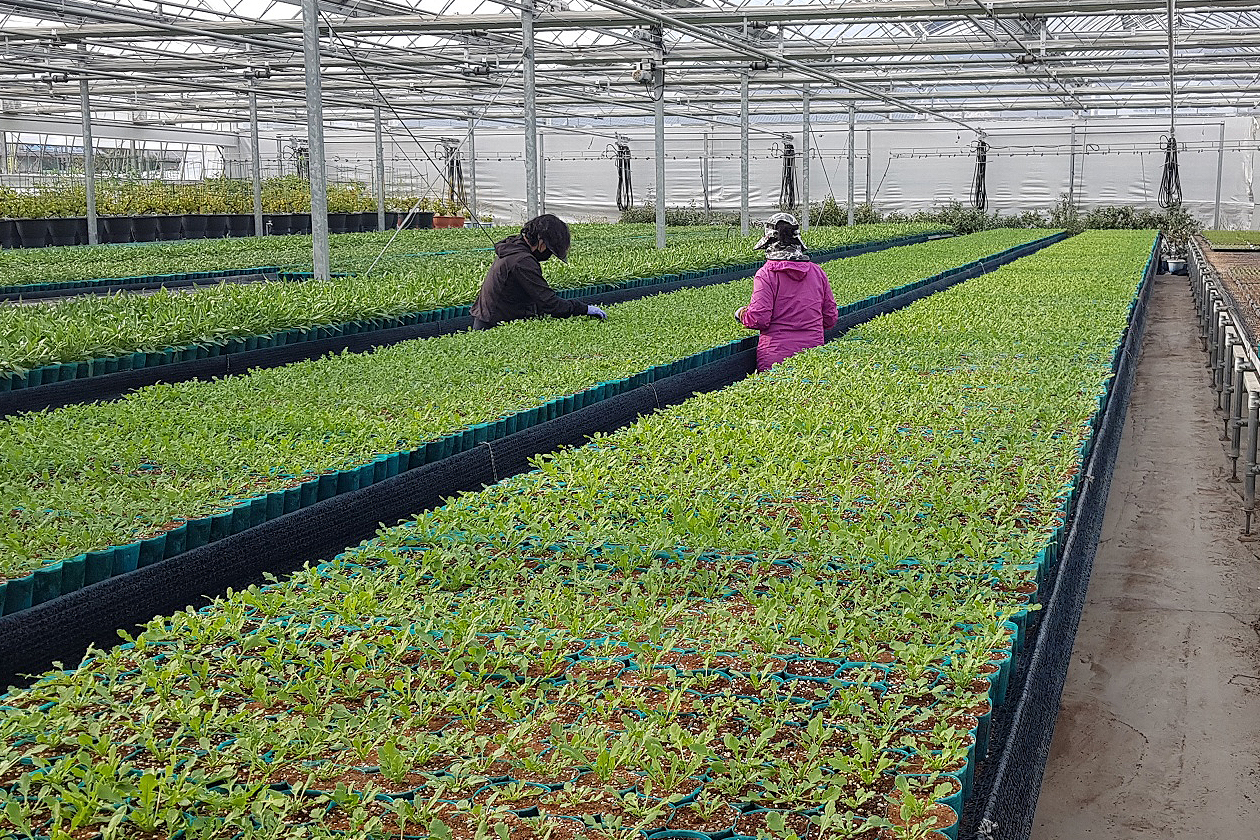 2020.04.06. 무주군 꽃묘 무료 분양