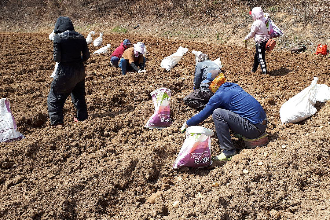 2019.04.17. 씨 감자 생산