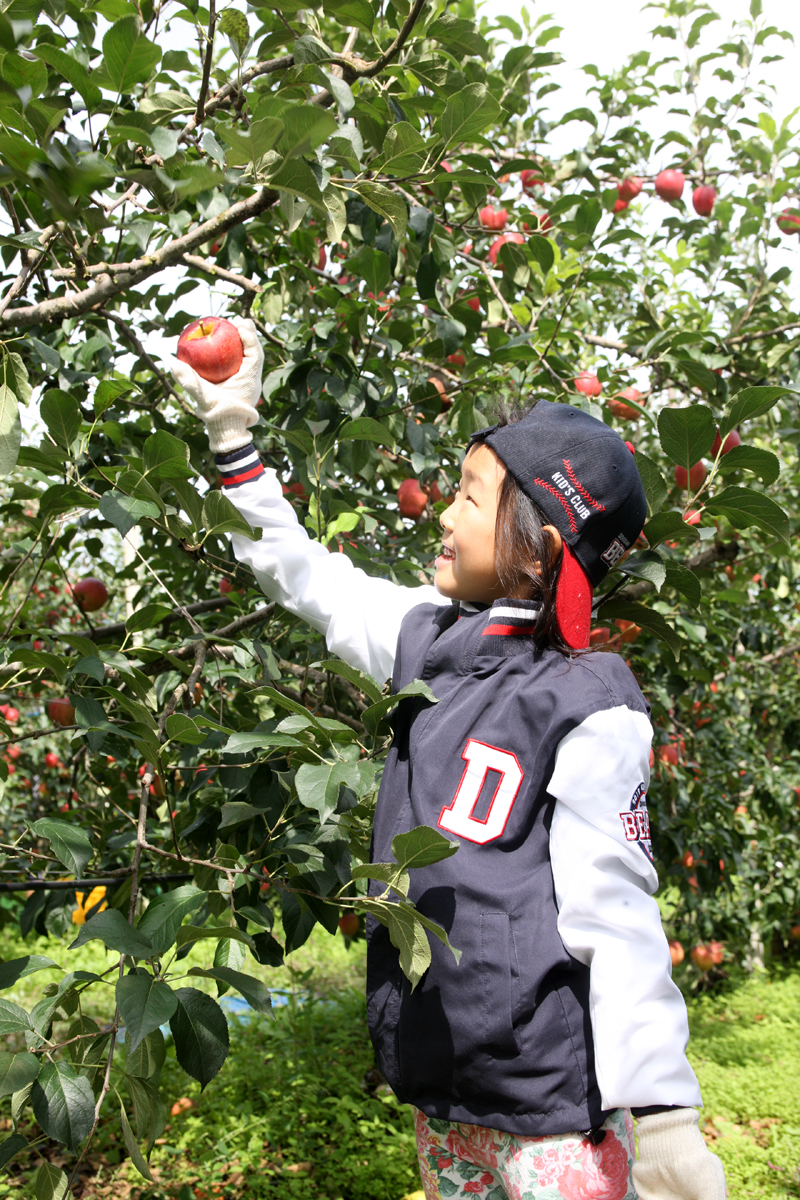 2012.09.15  무주군 사과따기 체험 행사