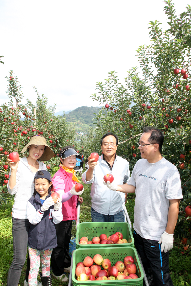 2012.09.15  무주군 사과따기 체험 행사