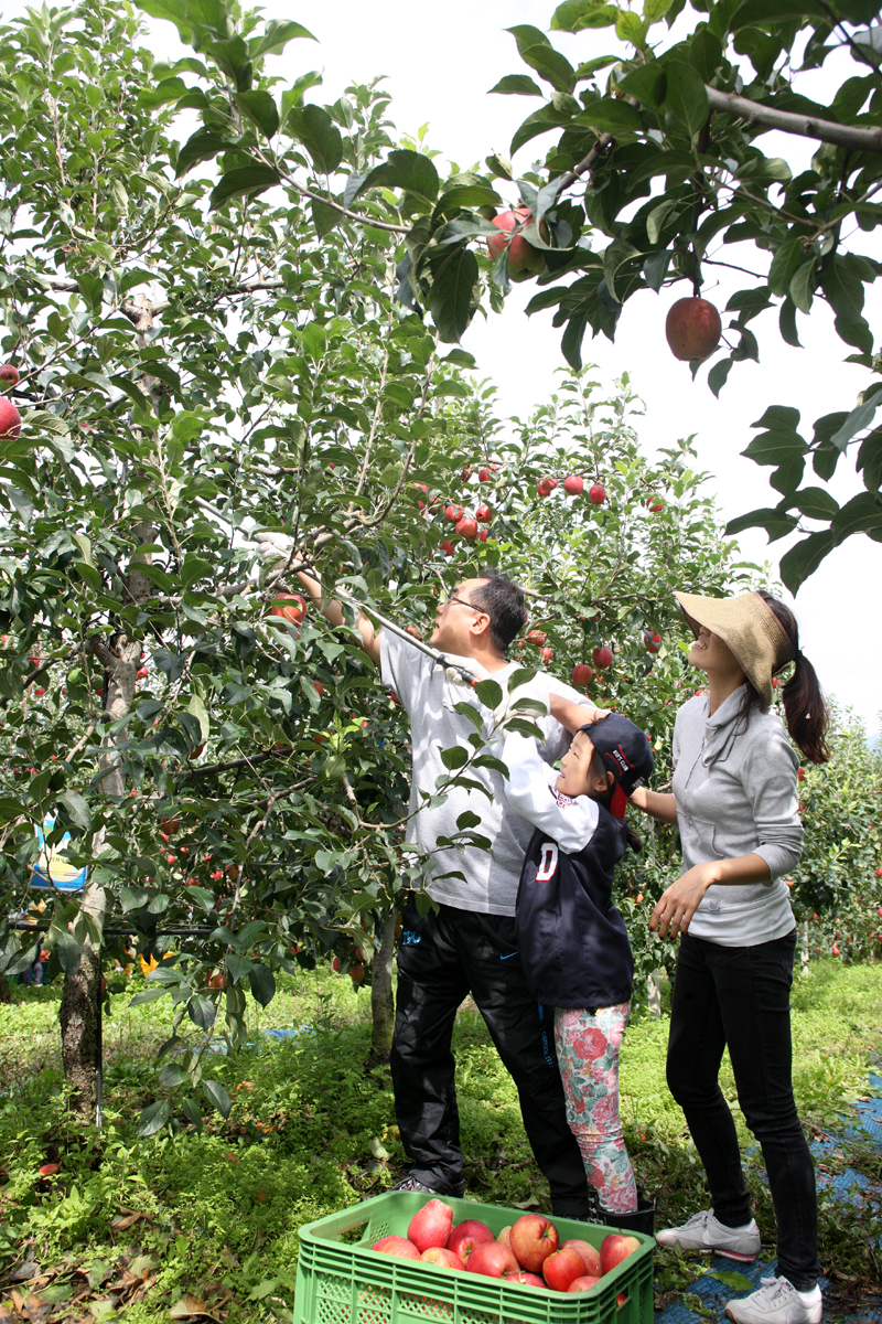 2012.09.15  무주군 사과따기 체험 행사