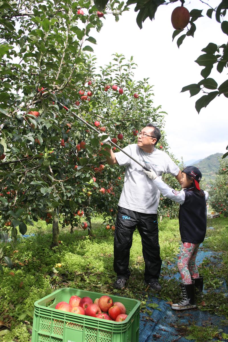 2012.09.15  무주군 사과따기 체험 행사