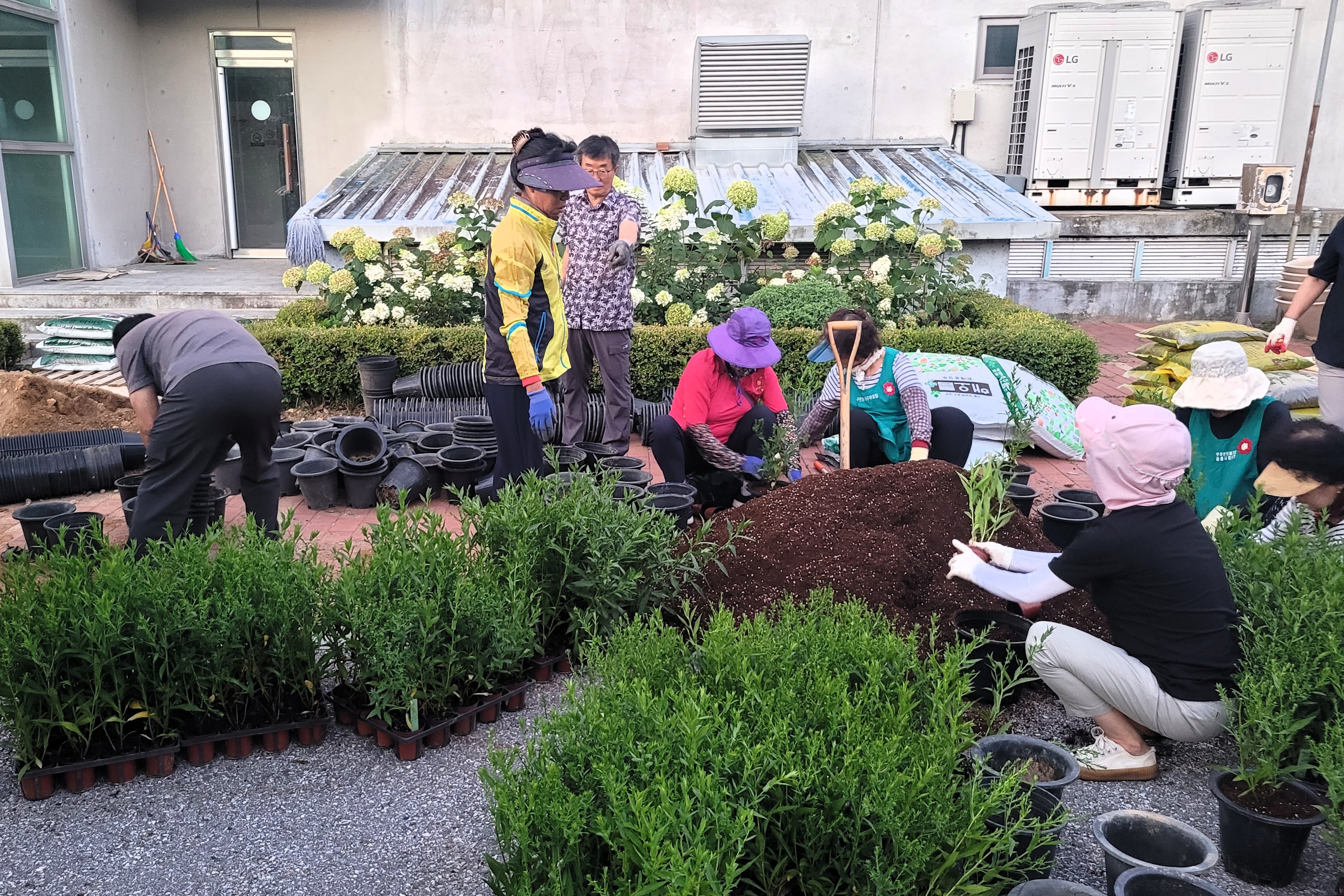 2025.07.25. 설천면 국화꽃 식재