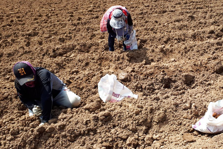 2019.04.17. 씨 감자 생산